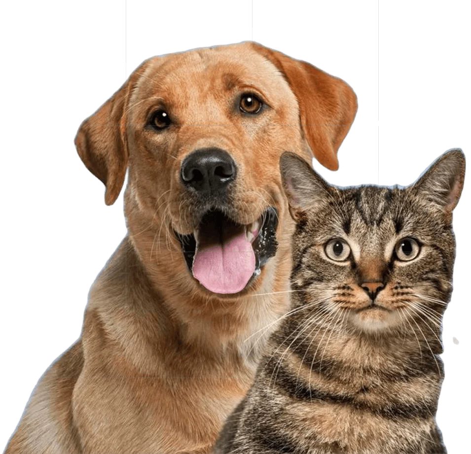 natural pet supplements for dogs and cats"