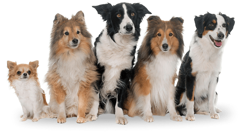 many dogs