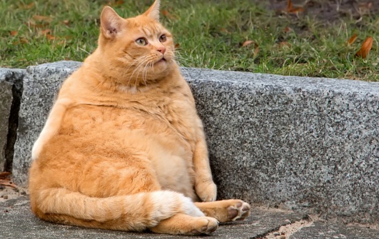 Cat eating a natural cat wellness supplement with beef liver and pumpkin ingredients Cat eating a natural cat wellness supplement with beef liver and pumpkin ingredients