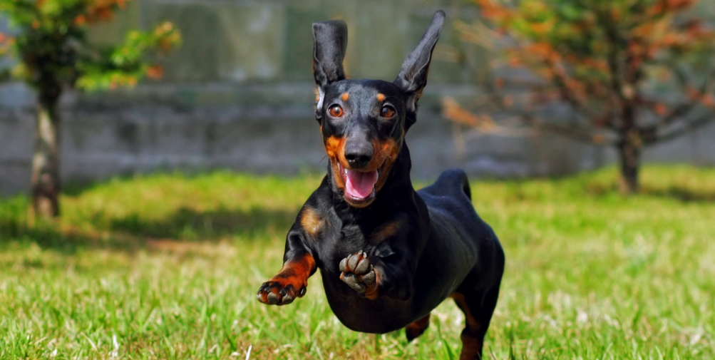 "Dog wellness supplement with zeolite and mushrooms "Dog wellness supplement with zeolite and mushrooms