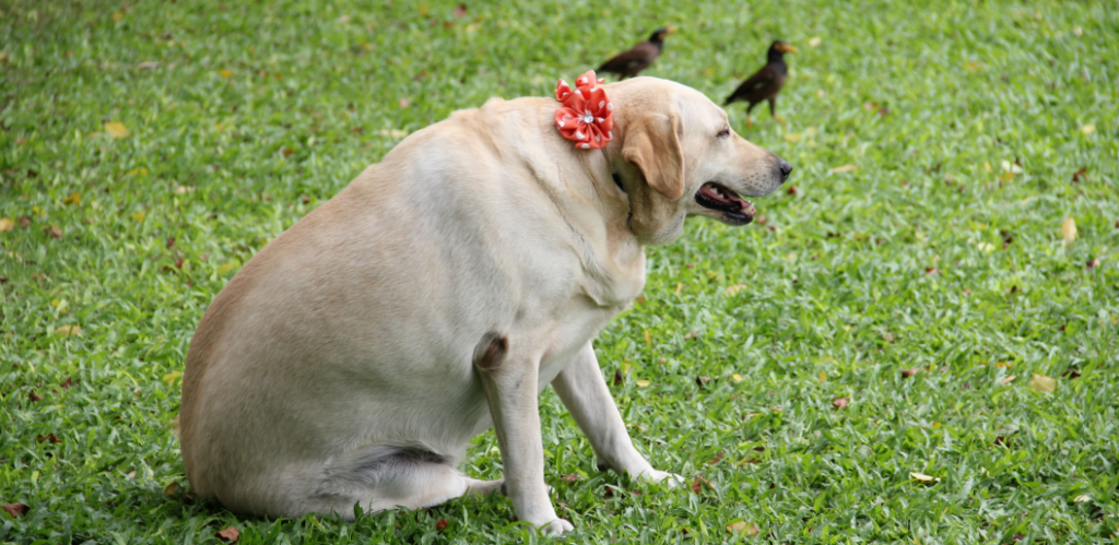 vitality-pets-dog